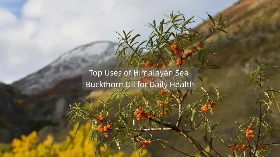 Top Uses of Himalayan Sea Buckthorn Oil for Daily Health